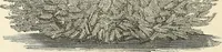 An illustration from Descriptive catalogue of hardy ornamental trees, shrubs, herbaceous perennial plants, etc. : twenty-fourth edition (1880)