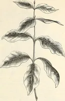 Picture 34 of 91 from Descriptive catalogue of hardy ornamental trees, shrubs, herbaceous perennial plants, etc. : twenty-fourth edition (1880), leaf 64