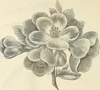 An illustration from Descriptive catalogue of hardy ornamental trees, shrubs, herbaceous perennial plants, etc. : twenty-fourth edition (1880)