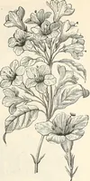 An illustration from Descriptive catalogue of hardy ornamental trees, shrubs, herbaceous perennial plants, etc. : twenty-fourth edition (1880)