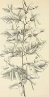 An illustration from Descriptive catalogue of hardy ornamental trees, shrubs, herbaceous perennial plants, etc. : twenty-fourth edition (1880)
