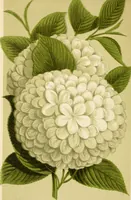 Picture 1 of 91 from Descriptive catalogue of hardy ornamental trees, shrubs, herbaceous perennial plants, etc. : twenty-fourth edition (1880), leaf 7