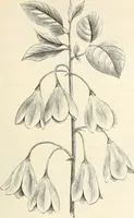 Picture 40 of 91 from Descriptive catalogue of hardy ornamental trees, shrubs, herbaceous perennial plants, etc. : twenty-fourth edition (1880), leaf 70