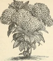Picture 41 of 91 from Descriptive catalogue of hardy ornamental trees, shrubs, herbaceous perennial plants, etc. : twenty-fourth edition (1880), leaf 72