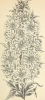 An illustration from Descriptive catalogue of hardy ornamental trees, shrubs, herbaceous perennial plants, etc. : twenty-fourth edition (1880)