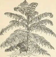 An illustration from Descriptive catalogue of hardy ornamental trees, shrubs, herbaceous perennial plants, etc. : twenty-fourth edition (1880)