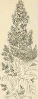 An illustration from Descriptive catalogue of hardy ornamental trees, shrubs, herbaceous perennial plants, etc. : twenty-fourth edition (1880)