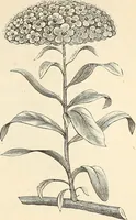 An illustration from Descriptive catalogue of hardy ornamental trees, shrubs, herbaceous perennial plants, etc. : twenty-fourth edition (1880)