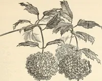 Picture 46 of 91 from Descriptive catalogue of hardy ornamental trees, shrubs, herbaceous perennial plants, etc. : twenty-fourth edition (1880), leaf 80