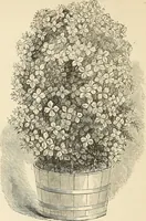 Picture 47 of 91 from Descriptive catalogue of hardy ornamental trees, shrubs, herbaceous perennial plants, etc. : twenty-fourth edition (1880), leaf 85