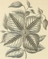 An illustration from Descriptive catalogue of hardy ornamental trees, shrubs, herbaceous perennial plants, etc. : twenty-fourth edition (1880)