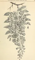 An illustration from Descriptive catalogue of hardy ornamental trees, shrubs, herbaceous perennial plants, etc. : twenty-fourth edition (1880)