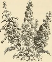 An illustration from Descriptive catalogue of hardy ornamental trees, shrubs, herbaceous perennial plants, etc. : twenty-fourth edition (1880)