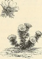 Picture 52 of 91 from Descriptive catalogue of hardy ornamental trees, shrubs, herbaceous perennial plants, etc. : twenty-fourth edition (1880), leaf 98
