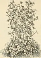 An illustration from Descriptive catalogue of hardy ornamental trees, shrubs, herbaceous perennial plants, etc. : twenty-fourth edition (1880)