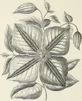 Picture 56 of 96 from Descriptive catalogue of ornamental trees, shrubs, hardy perennial plants, etc. : twenty-fifth edition (1882), leaf 101