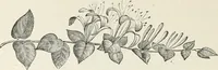 An illustration from Descriptive catalogue of ornamental trees, shrubs, hardy perennial plants, etc. : twenty-fifth edition (1882)