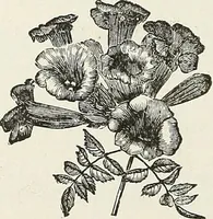 Picture 58 of 96 from Descriptive catalogue of ornamental trees, shrubs, hardy perennial plants, etc. : twenty-fifth edition (1882), leaf 103