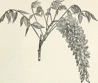 Picture 59 of 96 from Descriptive catalogue of ornamental trees, shrubs, hardy perennial plants, etc. : twenty-fifth edition (1882), leaf 104