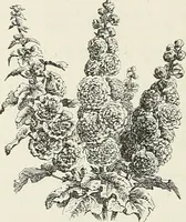 Picture 60 of 96 from Descriptive catalogue of ornamental trees, shrubs, hardy perennial plants, etc. : twenty-fifth edition (1882), leaf 111