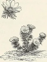 Picture 61 of 96 from Descriptive catalogue of ornamental trees, shrubs, hardy perennial plants, etc. : twenty-fifth edition (1882), leaf 112