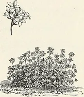An illustration from Descriptive catalogue of ornamental trees, shrubs, hardy perennial plants, etc. : twenty-fifth edition (1882)