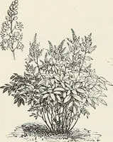 Picture 63 of 96 from Descriptive catalogue of ornamental trees, shrubs, hardy perennial plants, etc. : twenty-fifth edition (1882), leaf 115