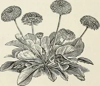 An illustration from Descriptive catalogue of ornamental trees, shrubs, hardy perennial plants, etc. : twenty-fifth edition (1882)
