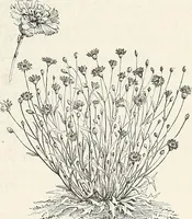 Picture 65 of 96 from Descriptive catalogue of ornamental trees, shrubs, hardy perennial plants, etc. : twenty-fifth edition (1882), leaf 116