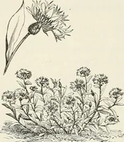 Picture 66 of 96 from Descriptive catalogue of ornamental trees, shrubs, hardy perennial plants, etc. : twenty-fifth edition (1882), leaf 117