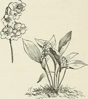 An illustration from Descriptive catalogue of ornamental trees, shrubs, hardy perennial plants, etc. : twenty-fifth edition (1882)