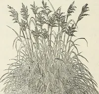Picture 68 of 96 from Descriptive catalogue of ornamental trees, shrubs, hardy perennial plants, etc. : twenty-fifth edition (1882), leaf 119