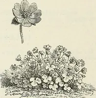 Picture 69 of 96 from Descriptive catalogue of ornamental trees, shrubs, hardy perennial plants, etc. : twenty-fifth edition (1882), leaf 121