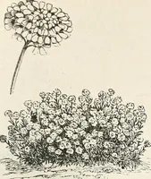 Picture 70 of 96 from Descriptive catalogue of ornamental trees, shrubs, hardy perennial plants, etc. : twenty-fifth edition (1882), leaf 122