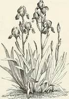 Picture 71 of 96 from Descriptive catalogue of ornamental trees, shrubs, hardy perennial plants, etc. : twenty-fifth edition (1882), leaf 122