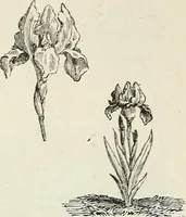 Picture 72 of 96 from Descriptive catalogue of ornamental trees, shrubs, hardy perennial plants, etc. : twenty-fifth edition (1882), leaf 123
