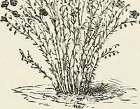 An illustration from Descriptive catalogue of ornamental trees, shrubs, hardy perennial plants, etc. : twenty-fifth edition (1882)