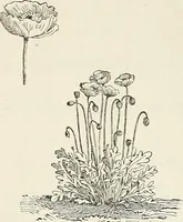 Picture 75 of 96 from Descriptive catalogue of ornamental trees, shrubs, hardy perennial plants, etc. : twenty-fifth edition (1882), leaf 125