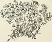 Picture 76 of 96 from Descriptive catalogue of ornamental trees, shrubs, hardy perennial plants, etc. : twenty-fifth edition (1882), leaf 125