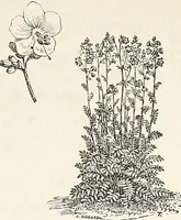 An illustration from Descriptive catalogue of ornamental trees, shrubs, hardy perennial plants, etc. : twenty-fifth edition (1882)