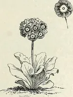 Picture 78 of 96 from Descriptive catalogue of ornamental trees, shrubs, hardy perennial plants, etc. : twenty-fifth edition (1882), leaf 126