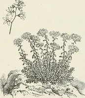 Picture 80 of 96 from Descriptive catalogue of ornamental trees, shrubs, hardy perennial plants, etc. : twenty-fifth edition (1882), leaf 127