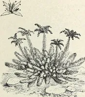 An illustration from Descriptive catalogue of ornamental trees, shrubs, hardy perennial plants, etc. : twenty-fifth edition (1882)