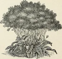 Picture 83 of 96 from Descriptive catalogue of ornamental trees, shrubs, hardy perennial plants, etc. : twenty-fifth edition (1882), leaf 129