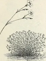 Picture 84 of 96 from Descriptive catalogue of ornamental trees, shrubs, hardy perennial plants, etc. : twenty-fifth edition (1882), leaf 130