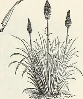 Picture 85 of 96 from Descriptive catalogue of ornamental trees, shrubs, hardy perennial plants, etc. : twenty-fifth edition (1882), leaf 130