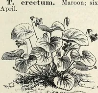 Picture 86 of 96 from Descriptive catalogue of ornamental trees, shrubs, hardy perennial plants, etc. : twenty-fifth edition (1882), leaf 130