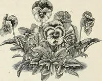 An illustration from Descriptive catalogue of ornamental trees, shrubs, hardy perennial plants, etc. : twenty-fifth edition (1882)