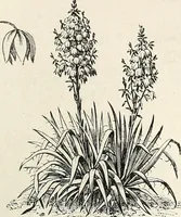 An illustration from Descriptive catalogue of ornamental trees, shrubs, hardy perennial plants, etc. : twenty-fifth edition (1882)