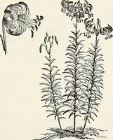 Picture 90 of 96 from Descriptive catalogue of ornamental trees, shrubs, hardy perennial plants, etc. : twenty-fifth edition (1882), leaf 132